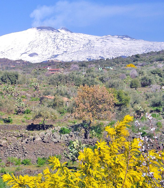 Olio Etna - Vente d'huile d'olive extra vierge appellation Etna DOP Nocellara
