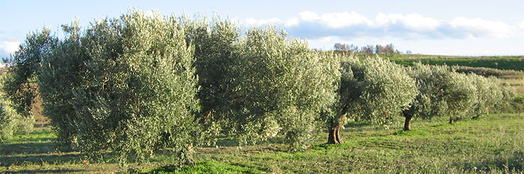 Production artisanale d'huile d'olive en Sicile